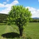 Acer monspessulanum Habit