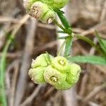 Valeriana vesicaria Ffrwyth