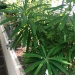 Euphorbia lamarckii Лист