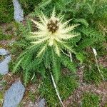 Cirsium spinosissimum Лист