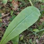 Senecio ovatus Leaf