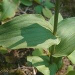 Epipactis atrorubens Blad