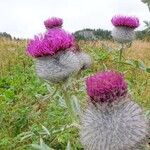 Cirsium eriophorum花