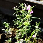 Galeopsis angustifolia Habit