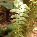 Asplenium barteri