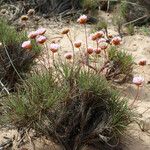 Armeria pungens 整株植物