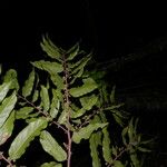 Casearia arborea Hábito