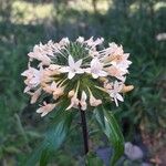 Collomia grandiflora Цвят