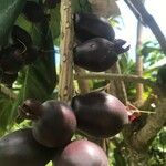 Barringtonia edulis Gyümölcs