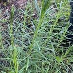 Asclepias verticillata Blad