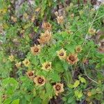 Cistus salviifoliusफूल