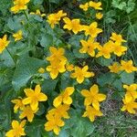 Caltha palustrisFlor