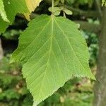 Acer rufinerve Blatt