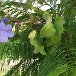 Jacaranda mimosifoliaപുഷ്പം