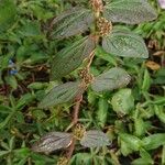 Euphorbia hirta 叶