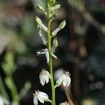 Odontostomum hartwegii Flower