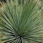 Agave striata Ліст