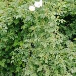 Rosa villosa 整株植物