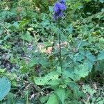 Campanula bononiensis Vivejo