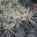 Tephrocactus articulatus 其他