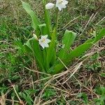 Chlorophytum tuberosum Habitatea