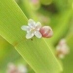 Homalocladium platycladum Flor