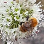 Allium ericetorum