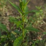 Mimulus ringens Leaf