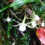 Angraecum expansum Flower