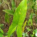 Lasimorpha senegalensis List