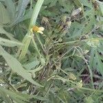 Bidens bipinnata Flor