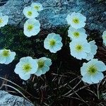 Ranunculus alpestris Flower