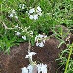 Chascanum hildebrandtii Blüte