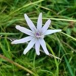 Podospermum purpureum Flower