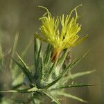 Centaurea melitensis Flor