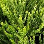 Erica arborea Feuille