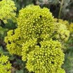 Crithmum maritimumFlower