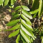 Pterocarya stenoptera Ліст