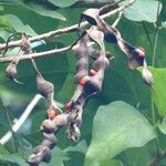 Erythrina amazonica Meyve