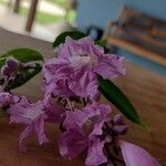 Fridericia chica Flor