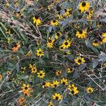 Rudbeckia triloba Flower