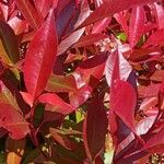 Photinia fraseri Blad