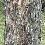 Casuarina equisetifolia Bark