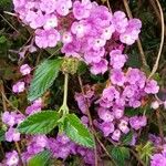 Heliotropium arborescens Folha