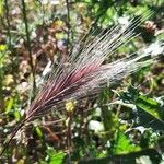 Hordeum jubatum Fruit