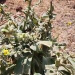 Verbascum sinaiticum Blatt