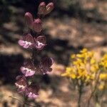 Penstemon leiophyllus Habit