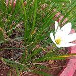 Zephyranthes candida 葉