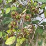 Rubus ulmifoliusFruitua