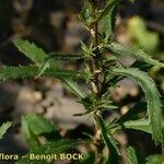 Leucanthemum virgatum 形態
